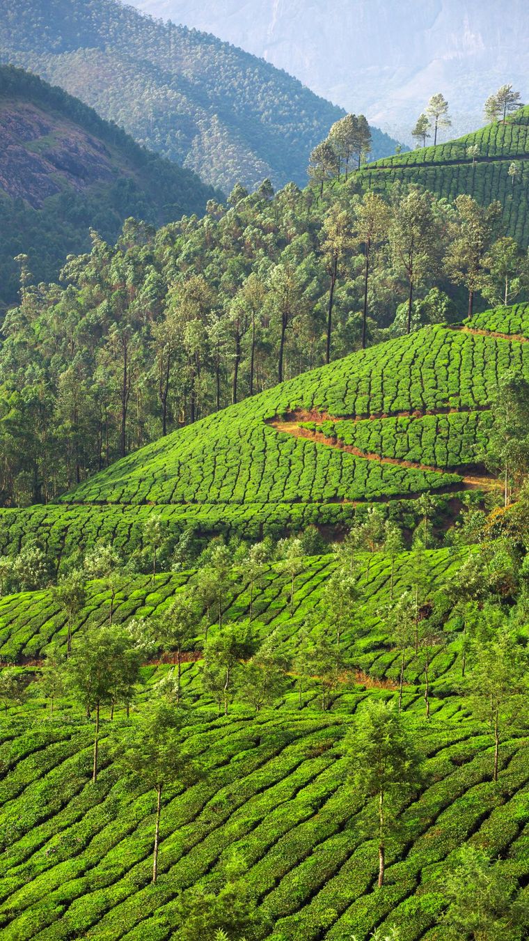 Tea plantations rolling over the hills in Munnar