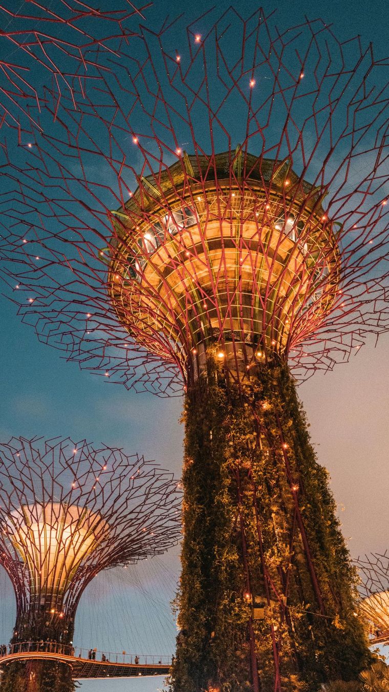 Supertrees lit up at Gardens by the Bay